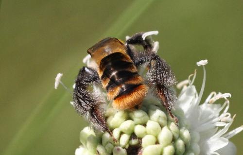 Dasypoda argentata